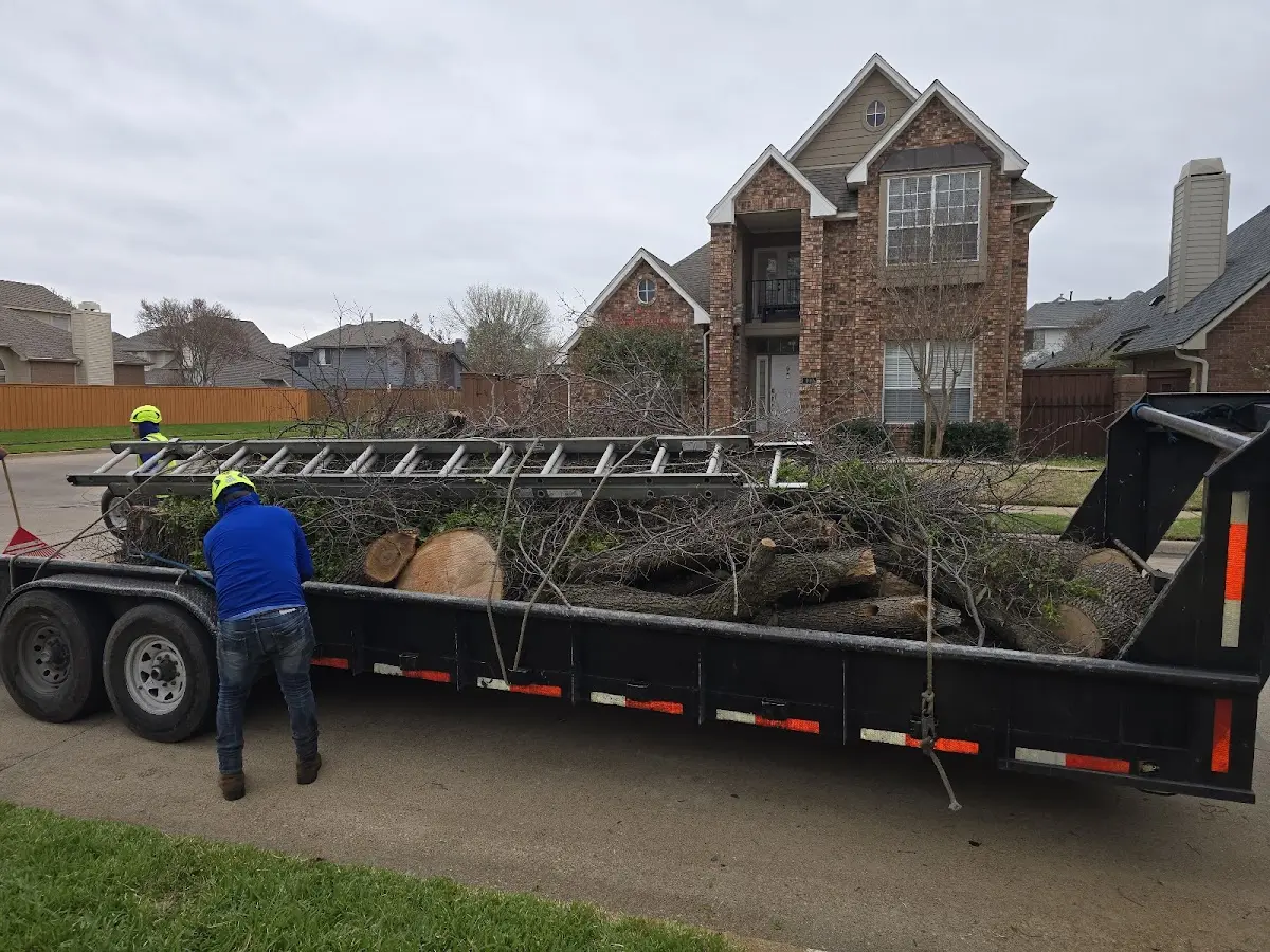 Expert Tree Removal with proper safety equipment in Brownsville